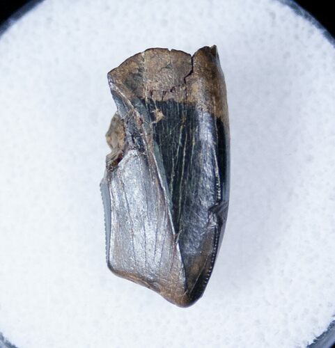 Partial Tyrannosaurid Tooth - Montana #12806